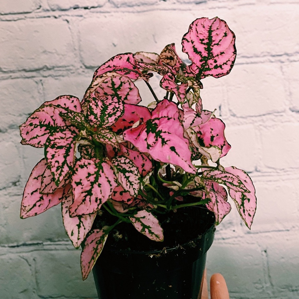 3” Polka Dot Plant